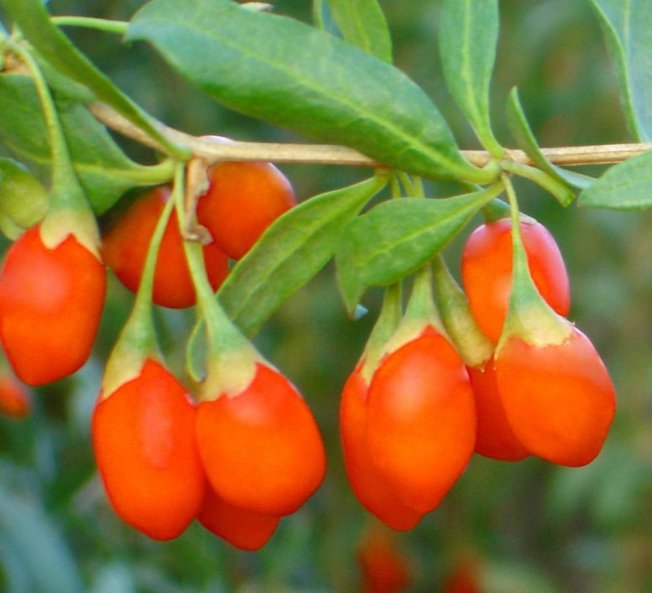 images/articles/gojiberries.jpg