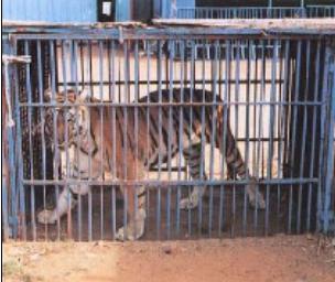 Tigre dentro de jaula