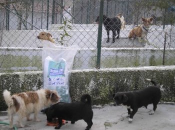 Entrega da ração ao Cantinho dos Animais de Viseu