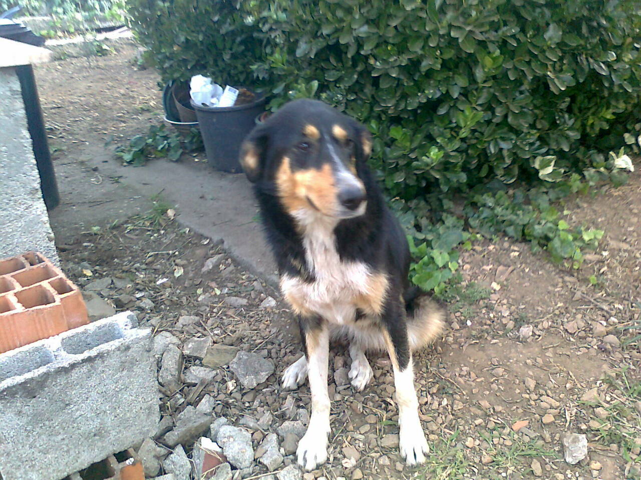 Cão AAAST