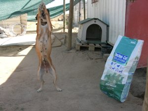 Entrega da ração ao Cantinho de Évora